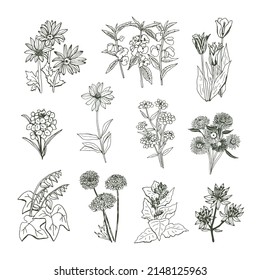 Conjunto de líneas de ilustraciones vectoriales de flores de jardín