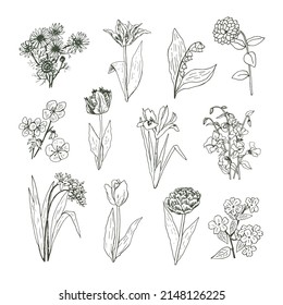 Garden flowers vector illustrations line set