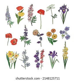 Garden flowers vector illustrations set