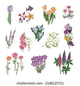 Garden flowers vector illustrations set