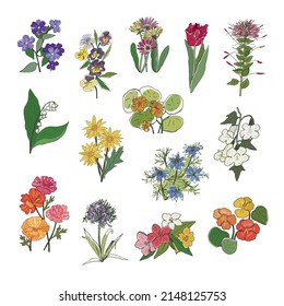 Garden flowers vector illustrations set