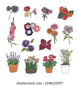 Montaje de ilustraciones vectoriales de flores de jardín