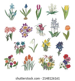 Montaje de ilustraciones vectoriales de flores de jardín