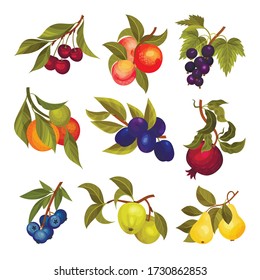 Garden Fruit Branches with Pomegranate and Plum Spur Vector Set