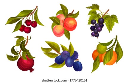Garden Fruit Branches with Pomegranate and Plum Spur Vector Set