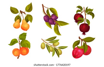 Garden Fruit Branches with Pomegranate and Plum Spur Vector Set