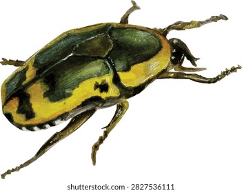 Garden Fruit Chafer Bug Vector Illustration, Colourful Beetle Insect