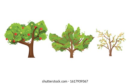Garden Fruit Trees and Berry Bushes Vector Set