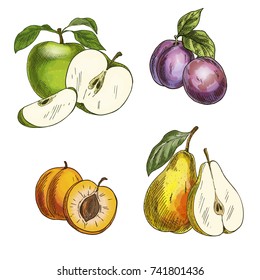 Garden fruits. Apples, pears, plums, apricots. Full color realistic sketch vector illustration. Hand drawn painted illustration.