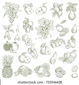Garden fruits. Hand drawn sketch vector illustration. Design elements. Apples, pears, apricot, grapes, plum, pineapple, banana, pomegranate, orange, lemon, grapefruit, lime, cherry, leaves and others.