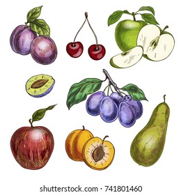 Garden fruits with leaves and branches. Cherry, apples, pear, plums, apricots. Full color realistic sketch vector illustration. Hand drawn painted illustration.