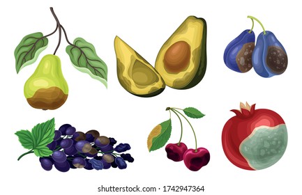 Garden Fruits with Skin Covered with Stinky Rot Vector Set