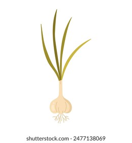 Garden garlic, young plant growing with leaves and roots from head vector illustration
