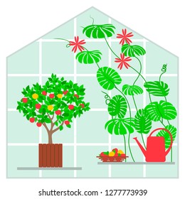 Garden greenhouse with tropical plants in pots. Seedlings growing in greenhouse. Trendy vector illustration in flat style. 