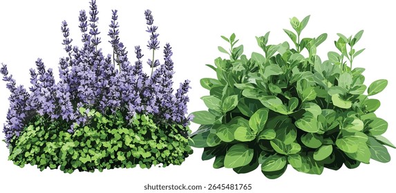 Combo de cobertura do solo do jardim Mazus reptans, Ajuga reptans, fundo transparente isolado, tapetes perenes rastejantes, contraste de folha ornamental, plantas amigáveis polinizadores, ilustração vetorial,
