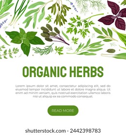 Garden Herb for Culinary Banner Design Vector Template