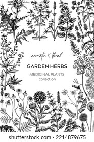 Garden herbs - vintage card design. Aromatic plant frame—botanical design in sketched style. Herbal tea ingredients. Hand-drawn medicinal herbs for cosmetics or herbal medicine. Floral invitation.