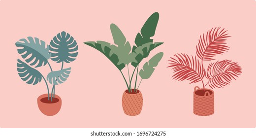 Garden in home. Decorative tropical plants in ceramic and wicker basket and pots. Flat vector illustration. Monstera tree, palm tree, bird in paradise tree. Indoor jungle. Boho style interior
