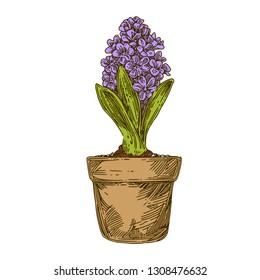 Garden. Hyacinth in pot. Color. Engraving style. Vector illustration.