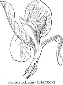 Flor de iris de jardín, del diccionario de palabras y cosas, 1888.