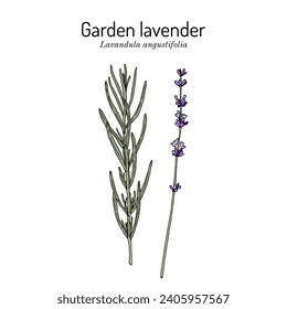 Lavanda de jardín (Lavandula angustifolia), planta medicinal y ornamental. Ilustración de vector botánico dibujada a mano