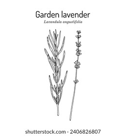 Garden lavender (Lavandula angustifolia), medicinal and ornamental plant. Hand drawn botanical vector illustration