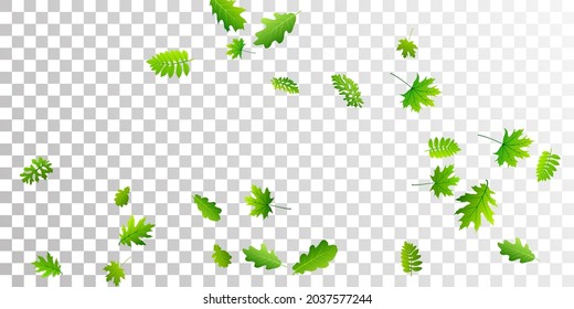 Garden leaves abstract vector backdrop. Herbarium garden foliage closeup. Oak and maple leaves composition. Herbal natural concept. Ecology lush vector.