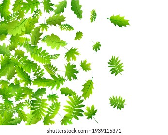 Garden leaves bright vector backdrop. Herbarium garden foliage macro. Rowan and maple leaves pattern. Herbal natural illustration. Environmental abstract vector.