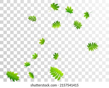 Garden leaves simple vector illustration. Realistic garden foliage closeup. Mix of many different leaves composition. Herbal eco illustration. Farm plantation bright backdrop.