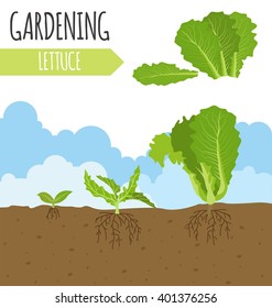 Garden. Lettuce salad. Plant growth. Vector illustration