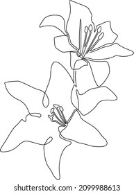 Garden lily. Exotic and aromatic beauty. Continuous line drawing. Vector illustration