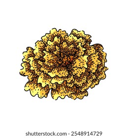 garden marigold hand drawn. bloom yellow, petals annual, perennial tagetes garden marigold vector sketch. isolated color illustration