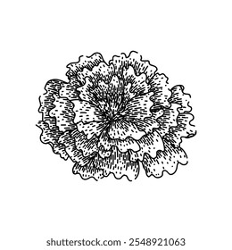 garden marigold hand drawn. bloom yellow, petals annual, perennial tagetes garden marigold vector sketch. isolated black illustration