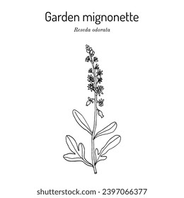 Garden mignonette (Reseda odorata), medicinal plant. Hand drawn botanical vector illustration