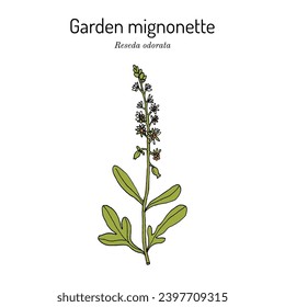 Garden mignonette (Reseda odorata), medicinal plant. Hand drawn botanical vector illustration