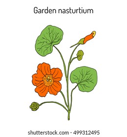 Garden nasturtium (Tropaeolum majus), or Indian, or monks cress. Ornamental and medicinal plant. Hand drawn botanical vector illustration