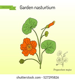 Garden nasturtium (Tropaeolum majus), or Indian, or monks cress. Ornamental and medicinal plant. Hand drawn botanical vector illustration