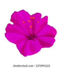 Garden night flower Mirabilis lilac color. Isolated on white background. Vector image for botanical ornament.