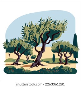 Garden of olive trees, vector illustration.