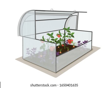 Garden open greenhouse with a crop of tomatoes. Growing vegetables and berries in the garden. Isolated object on a white background