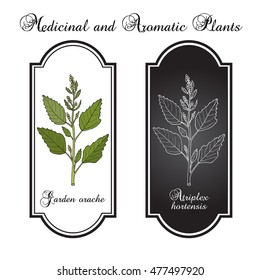 Garden orache (Atriplex hortensis), or red arrach, French spinach. Hand drawn botanical vector illustration