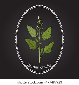 Garden orache (Atriplex hortensis), or red arrach, French spinach. Hand drawn botanical vector illustration