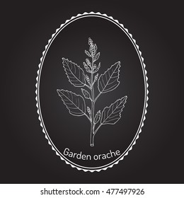 Garden orache (Atriplex hortensis), or red arrach, French spinach. Hand drawn botanical vector illustration
