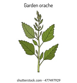 Garden orache (Atriplex hortensis), or red arrach, French spinach. Hand drawn botanical vector illustration