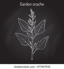 Garden orache (Atriplex hortensis), or red arrach, French spinach. Hand drawn botanical vector illustration