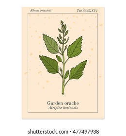 Garden orache (Atriplex hortensis), or red arrach, French spinach. Hand drawn botanical vector illustration