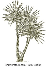 garden palm