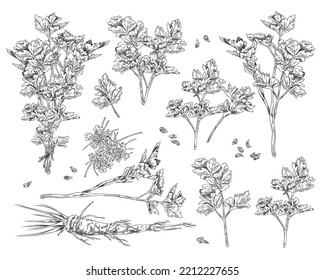 Garden parsley set, hand drawn monochrome sketch vector illustration isolated on white background. Collection of parsley branches with leaves and seeds. Coriander herb with engraving texture.