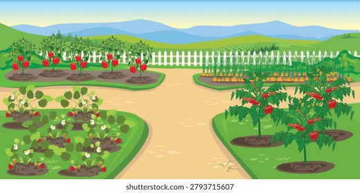 A garden path between beds of tomatoes, ripe strawberries, sweet peppers, and green onions. A vegetable garden near a house with a white fence. Hand-drawn vector illustration.