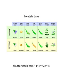 Experimento en la planta de arbolado de Mendel. La herencia mendeliana es un tipo de herencia biológica que sigue las leyes: Segregación, Asociación Independiente y Principio de Dominación.